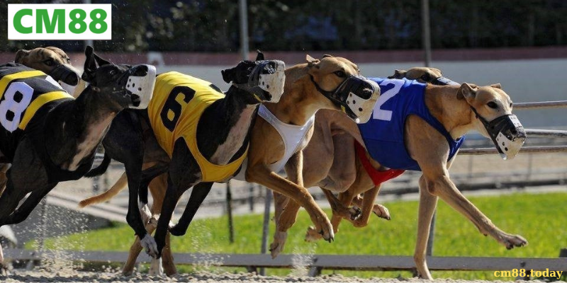 Các hình thức đặt cược phổ biến