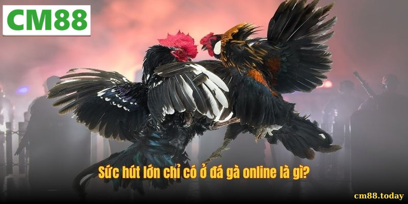 Chiến thuật cơ bản khi chơi Đá gà online