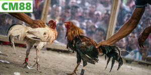 Đá Gà C1 – Khám Phá Trò Chơi Cá Cược Đặc Sắc